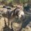 Farma of Rhodes – Tiere zum Anfassen und Erleben