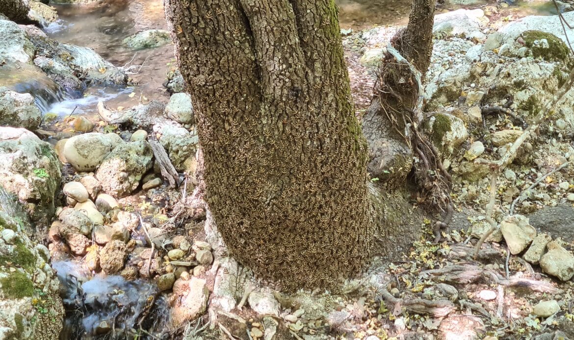 Schmetterlinge russischen Bären im Tal der Schmetterlinge Rhodos