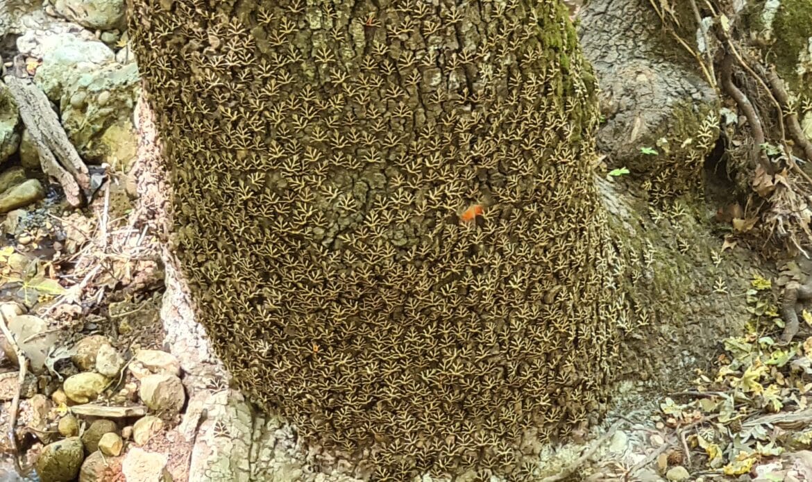 Schmetterlinge russischen Bären im Tal der Schmetterlinge Rhodos