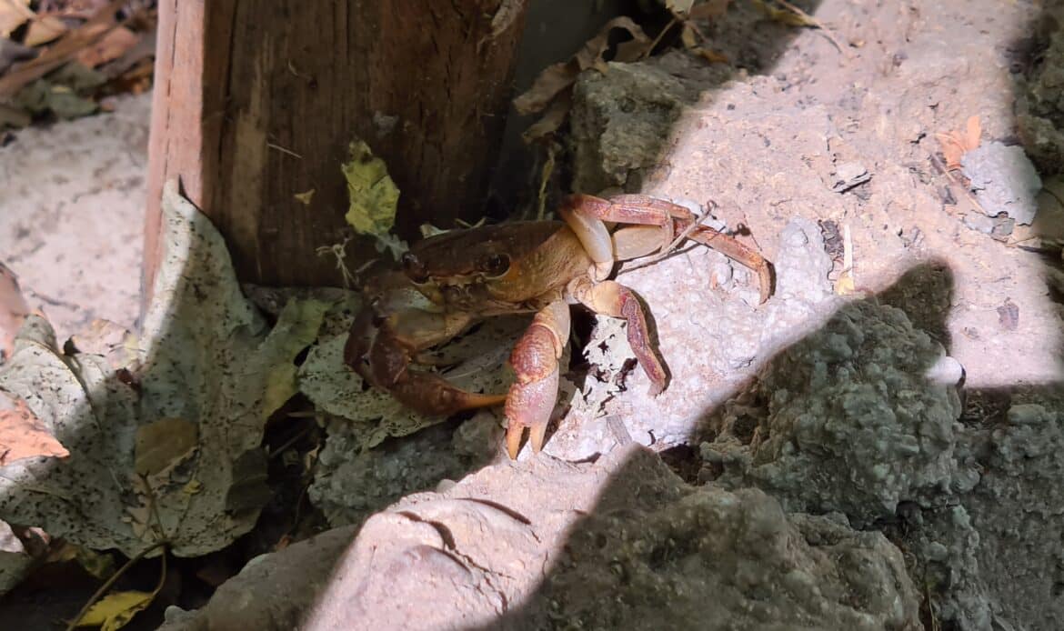 Eine Krabbe im Tal der Schmetterlinge