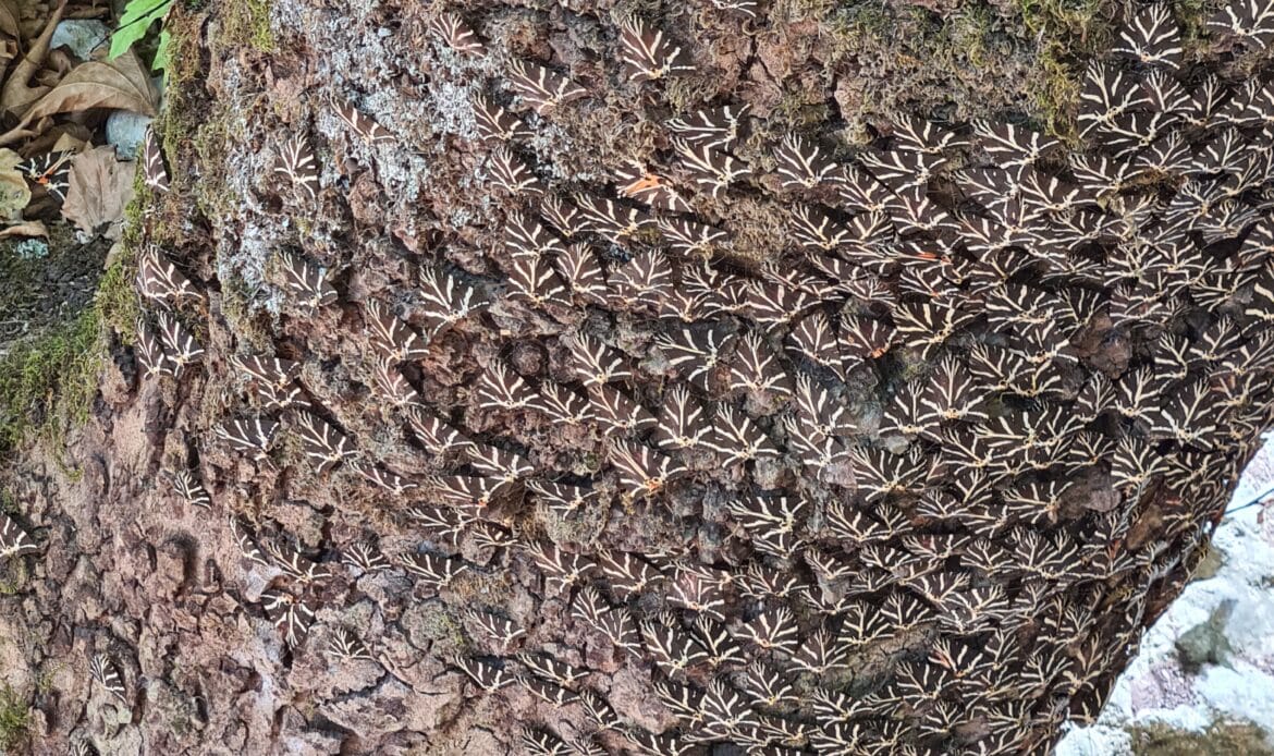 Schmetterlinge russischen Bären im Tal der Schmetterlinge Rhodos