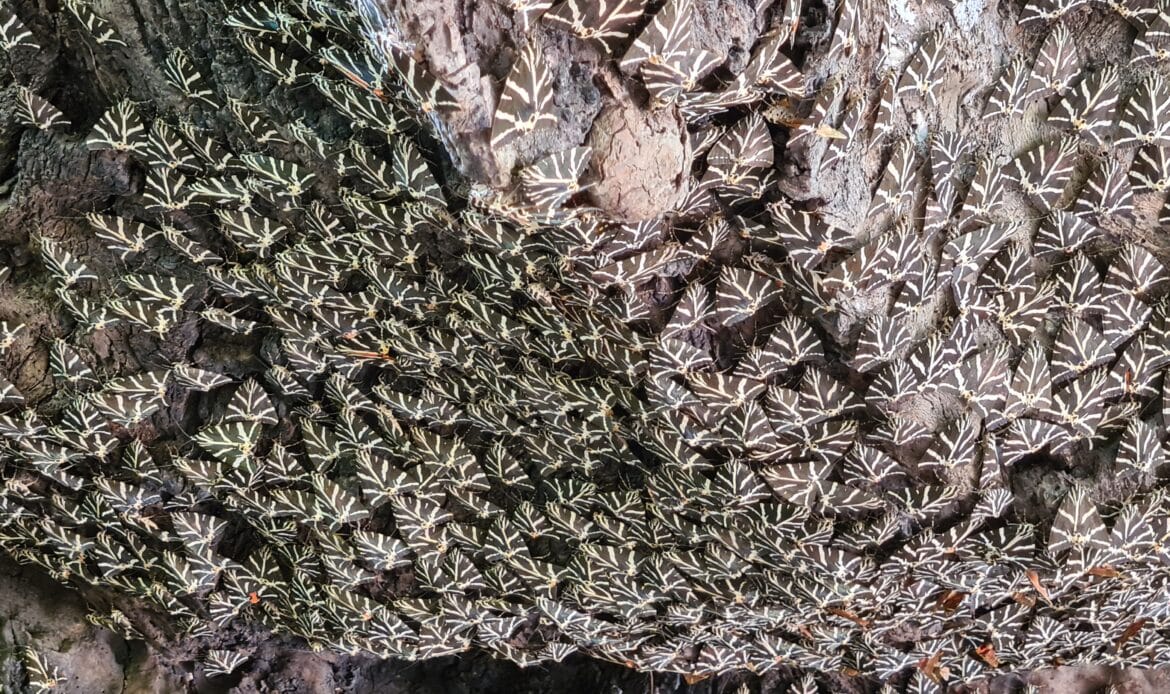 Schmetterlinge russischen Bären im Tal der Schmetterlinge Rhodos